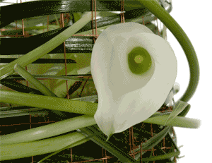  Caged Lily Table Arrangement
