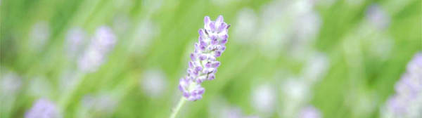 Floristry DVD Shop