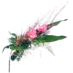 anthurium sheath