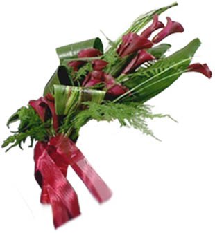 lily sheath